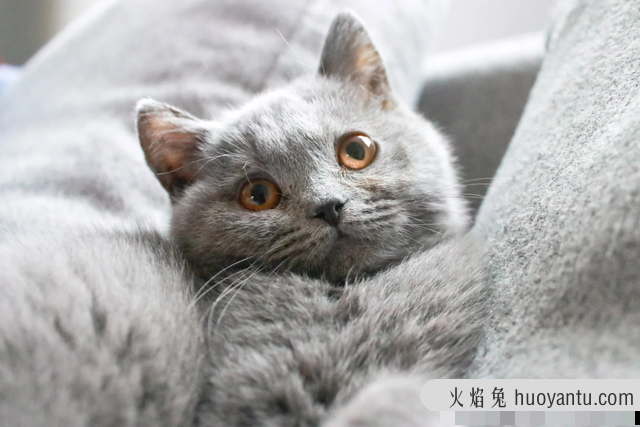 猫总是打喷嚏怎么回事(猫一直打喷嚏是咋回事)