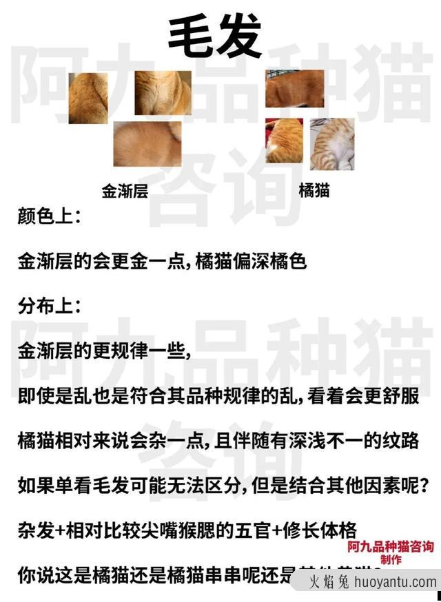 加菲猫可以喝牛奶吗(加菲猫能喝牛奶吗)