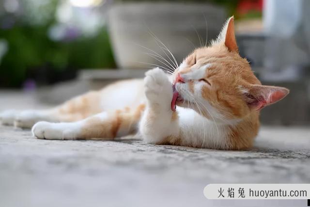 猫总是舔毛是什么原因(猫总是舔毛是怎么回事)