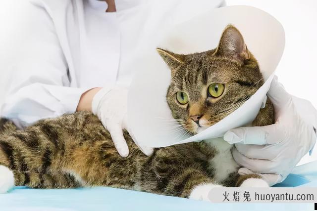 猫总是舔毛是什么原因(猫总是舔毛是怎么回事)