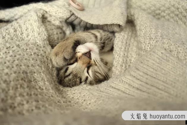 猫生病发烧了怎么办(猫发烧了咋办)