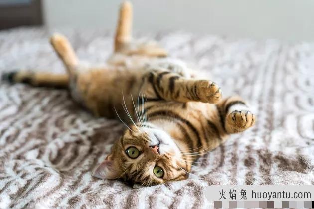 猫生病发烧了怎么办(猫发烧了咋办)