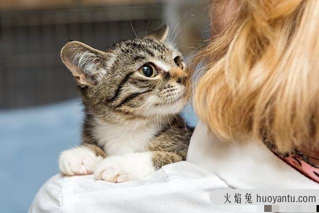 猫咳嗽怎么治疗(猫咳嗽的症状以及解决办法)