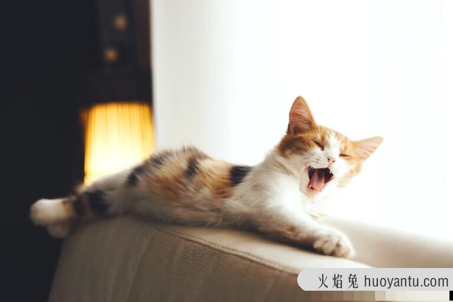 猫咳嗽怎么治疗(猫咳嗽的症状以及解决办法)