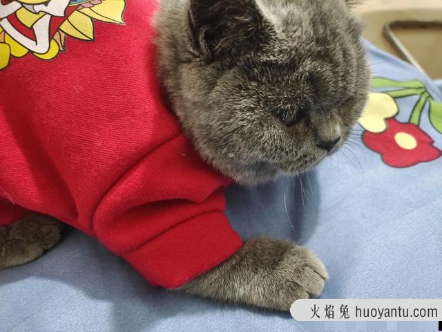 猫咪不愿意穿衣服怎么办(猫猫不肯穿衣服怎么办)