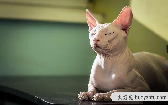 猫咪不睡觉咋办(猫咪晚上不睡觉咋办)