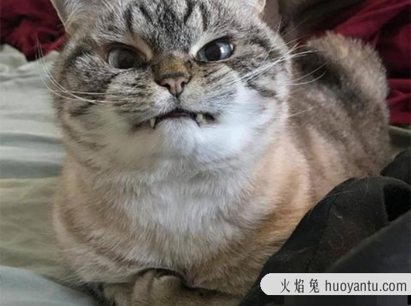 猫经常咬人怎么回事(猫非常喜欢咬人怎么回事)