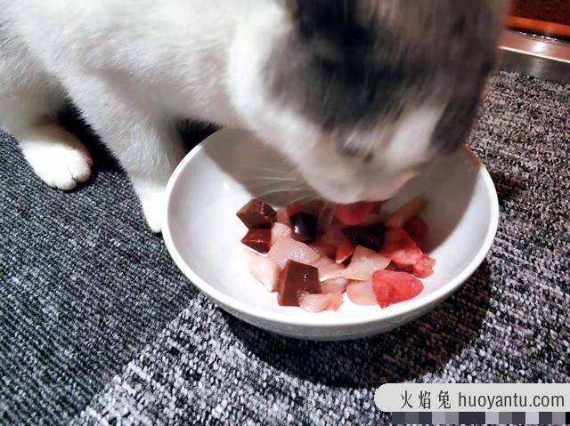 猫长期吃猫粮对牙齿有影响吗(猫咪牙齿问题会影响进食吗)