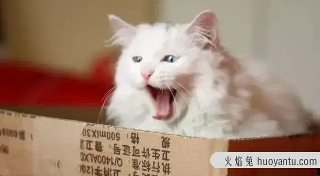 正规猫舍怎么选择买猫咪(如何挑选正规猫舍)