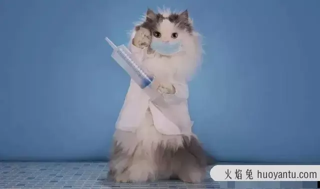 正规猫舍怎么选择买猫咪(如何挑选正规猫舍)