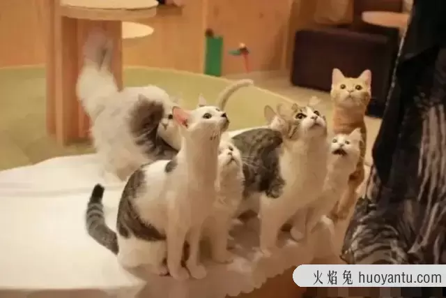 正规猫舍怎么选择买猫咪(如何挑选正规猫舍)