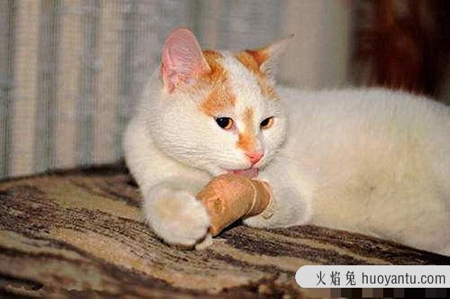 猫咪受伤总是舔伤口怎么办(猫受伤老是舔伤口)