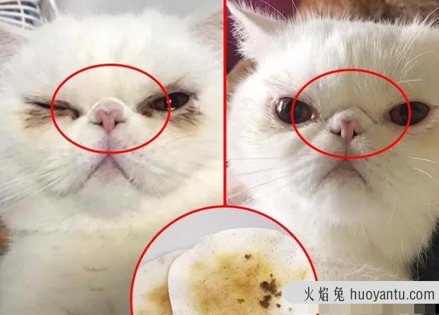 猫眼角发炎怎么治疗(猫眼炎症如何处理)