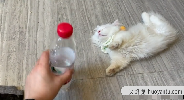 纯白矮脚猫是什么品种(纯白矮脚猫是什么品种的猫)