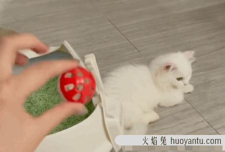 纯白矮脚猫是什么品种(纯白矮脚猫是什么品种的猫)