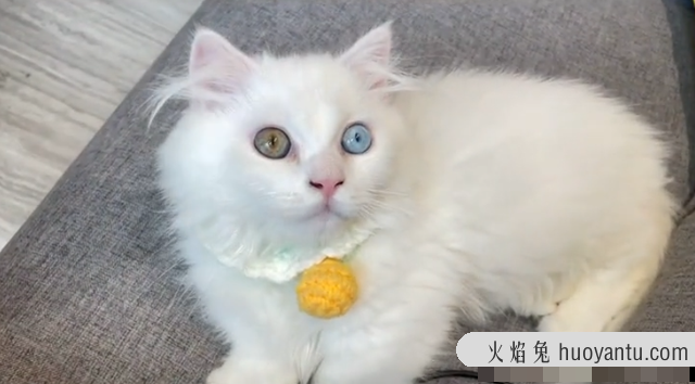 纯白矮脚猫是什么品种(纯白矮脚猫是什么品种的猫)