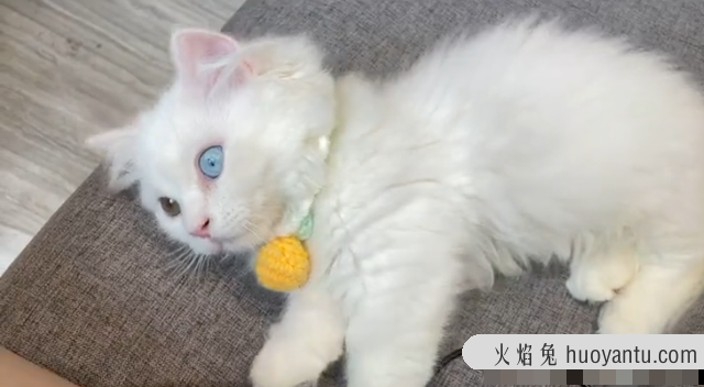 纯白矮脚猫是什么品种(纯白矮脚猫是什么品种的猫)