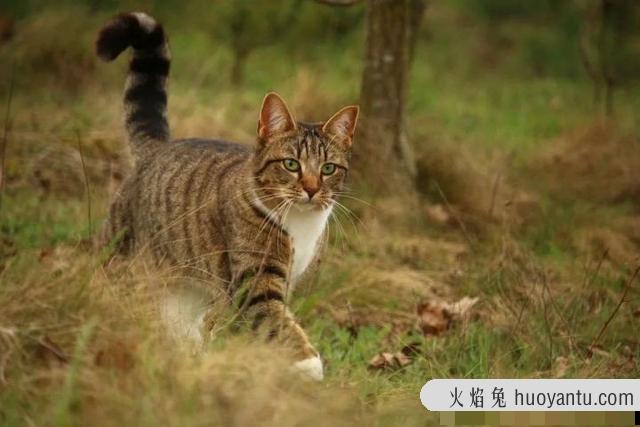 猫能尝出食物的味道吗(猫能吃出食物的味道吗)