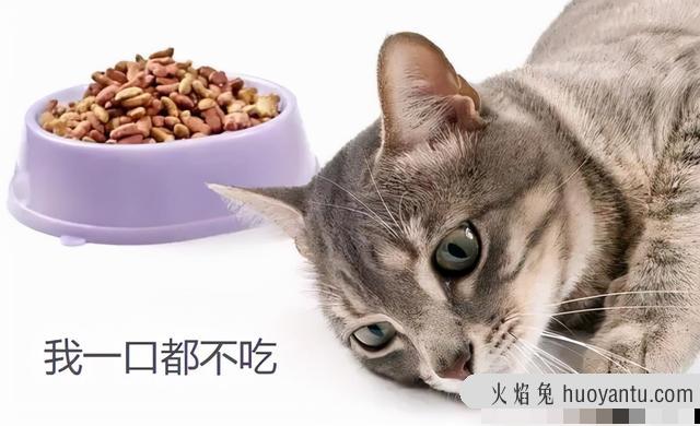 猫能尝出食物的味道吗(猫能吃出食物的味道吗)