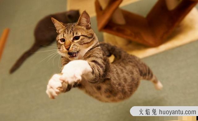 猫不喜欢运动怎么办(猫一直不运动行不行)