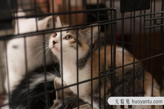 猫不喜欢运动怎么办(猫一直不运动行不行)