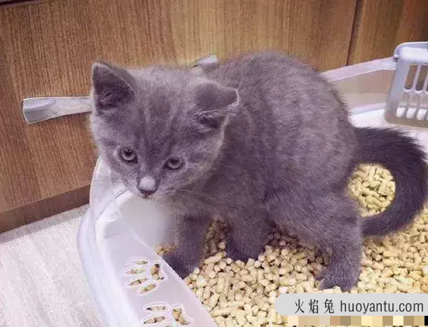 刚买的猫怎么教它用猫砂(刚买的猫怎么教它用猫砂呢)