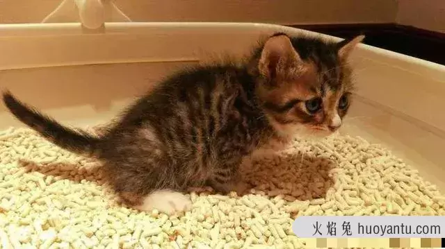 刚买的猫怎么教它用猫砂(刚买的猫怎么教它用猫砂呢)