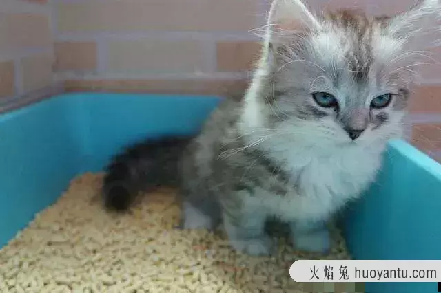 刚买的猫怎么教它用猫砂(刚买的猫怎么教它用猫砂呢)