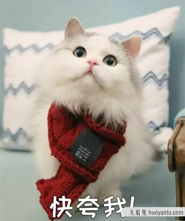 刚买的猫怎么教它用猫砂(刚买的猫怎么教它用猫砂呢)