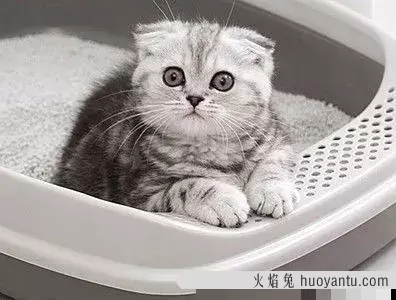 刚买的猫怎么教它用猫砂(刚买的猫怎么教它用猫砂呢)