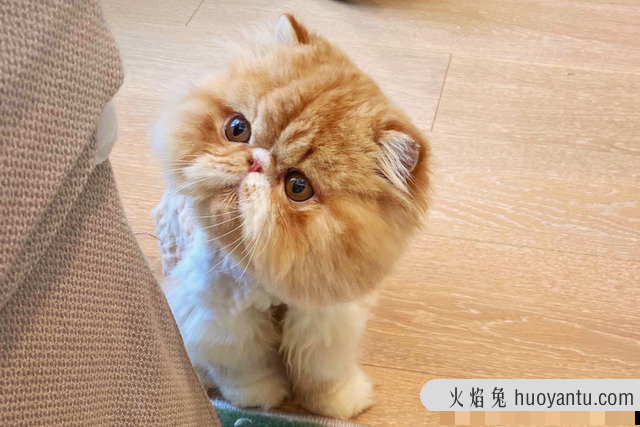 加菲猫经常挑吃怎么回事(加菲猫最近不爱吃猫食)