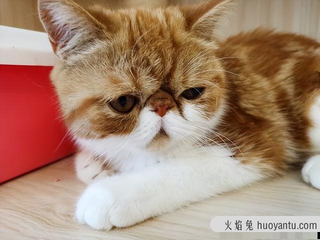 加菲猫经常挑吃怎么回事(加菲猫最近不爱吃猫食)