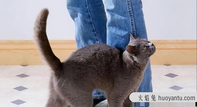 猫摇尾巴是表示什么心情(猫摇尾巴是表示什么意思)