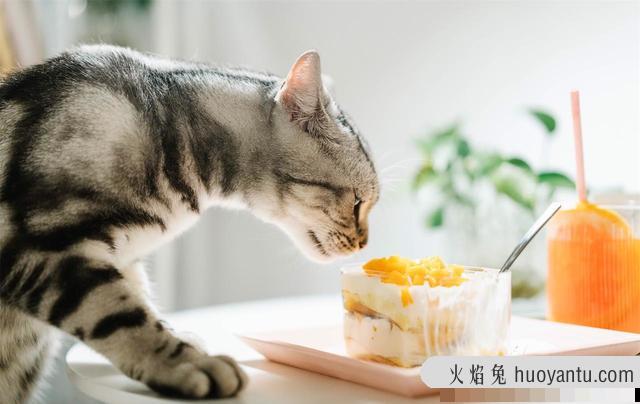 喜欢养猫的女人性格(喜欢养猫的女人性格是怎样)