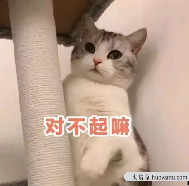 猫咪不喜欢吃甜食怎么办(猫咪吃不吃甜食)