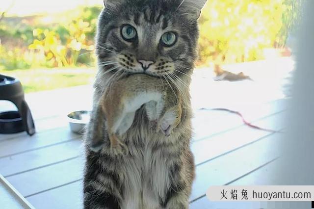 猫咪不喜欢吃甜食怎么办(猫咪吃不吃甜食)