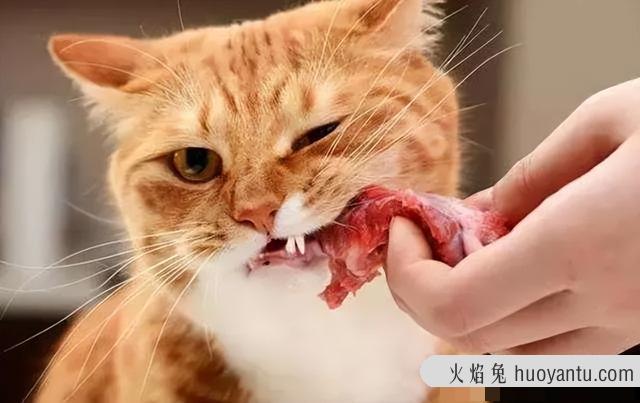 猫咪不喜欢吃甜食怎么办(猫咪吃不吃甜食)