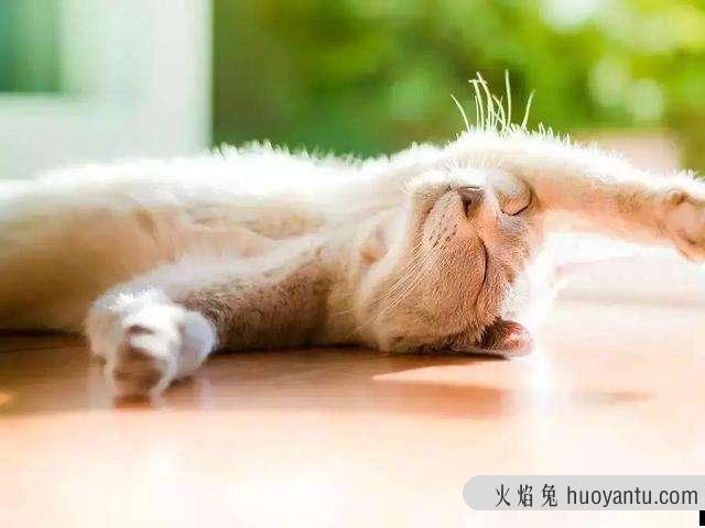 猫咪夏天容易生病吗(猫咪夏天容易得什么病)