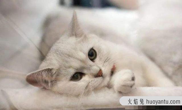 猫咪夏天容易生病吗(猫咪夏天容易得什么病)