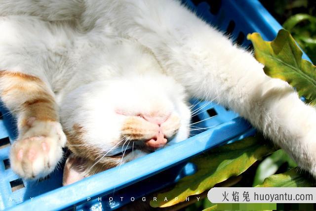 猫咪夏天容易生病吗(猫咪夏天容易得什么病)