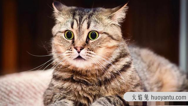 养猫需要什么样的环境(什么环境适合养猫)