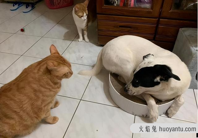 猫的性格要比狗狗的性格高冷吗(狗的性格和猫的性格)