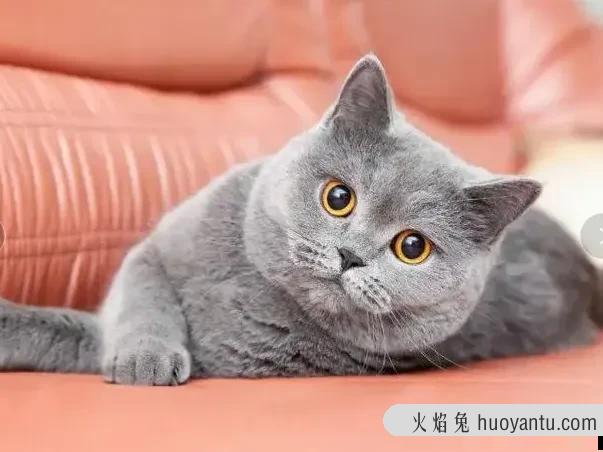 猫咪情商怎么样才算高(猫咪有智商和情商吗)