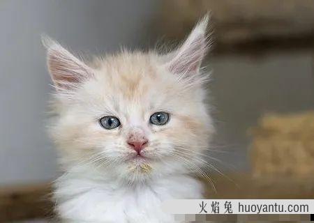 猫咪怎么才能养的肥(猫咪怎么养比较肥)