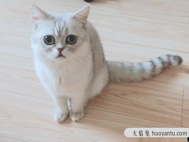 猫咪怎么才能养的肥(猫咪怎么养比较肥)