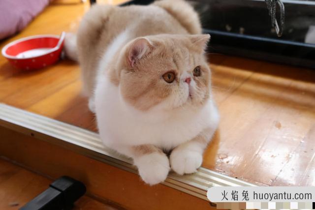 异国短毛猫是什么品种(异国短毛猫有哪些品种)