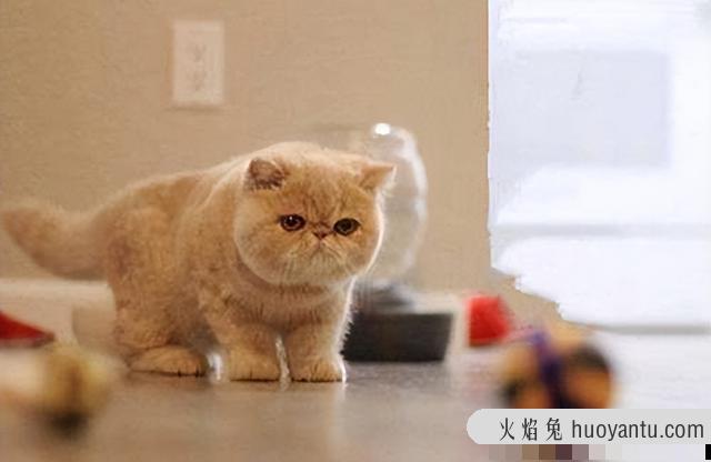 异国短毛猫是什么品种(异国短毛猫有哪些品种)