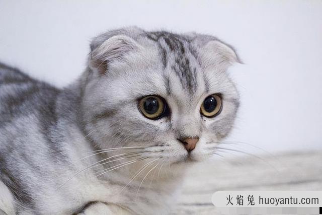 孟加拉豹猫的8个饮食禁忌(孟加拉豹猫饮食搭配)