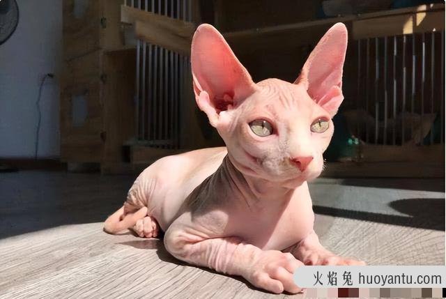 孟加拉豹猫的8个饮食禁忌(孟加拉豹猫饮食搭配)