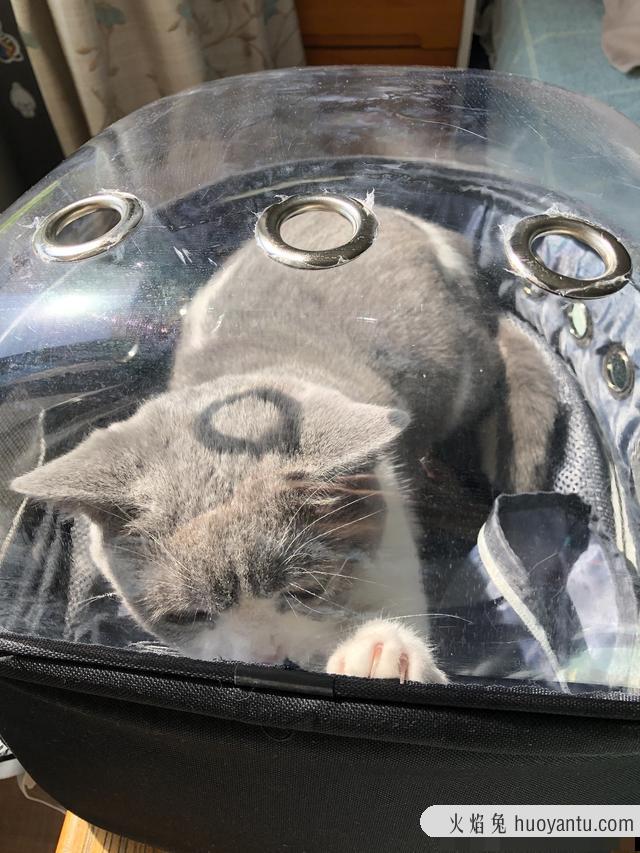 猫猫晒太阳的好处是什么(猫猫晒太阳的好处有哪些)